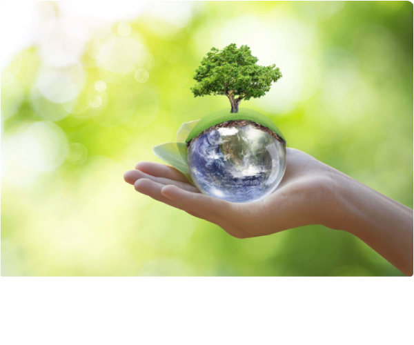 Compromiso con la sostenibilidad: Asesuisa avanza hacia la Carbono Neutralidad